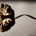 IMG_3003_w - copie_1200